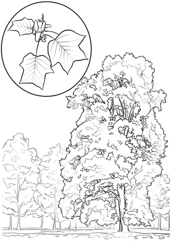 Tulip Tree Or Yellow Poplar Coloring Page